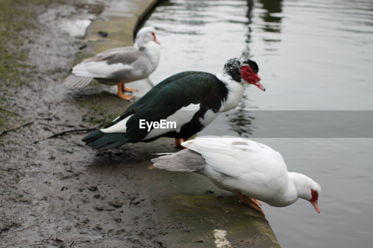 VIEW OF BIRDS IN LAKE