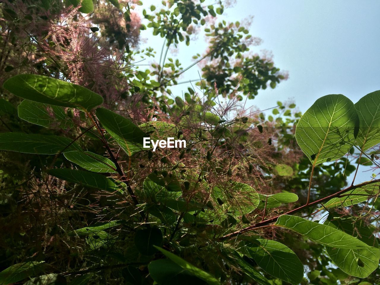 LOW ANGLE VIEW OF TREES GROWING AGAINST SKY