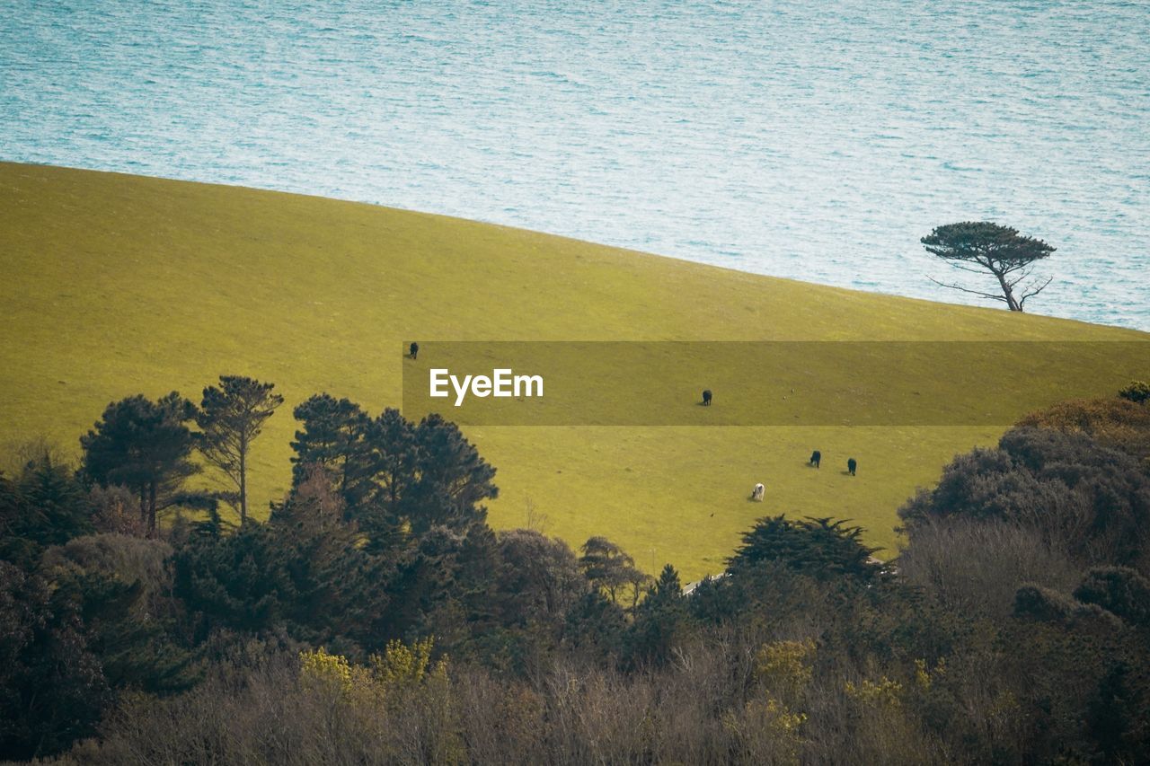 High angle view of trees on shore