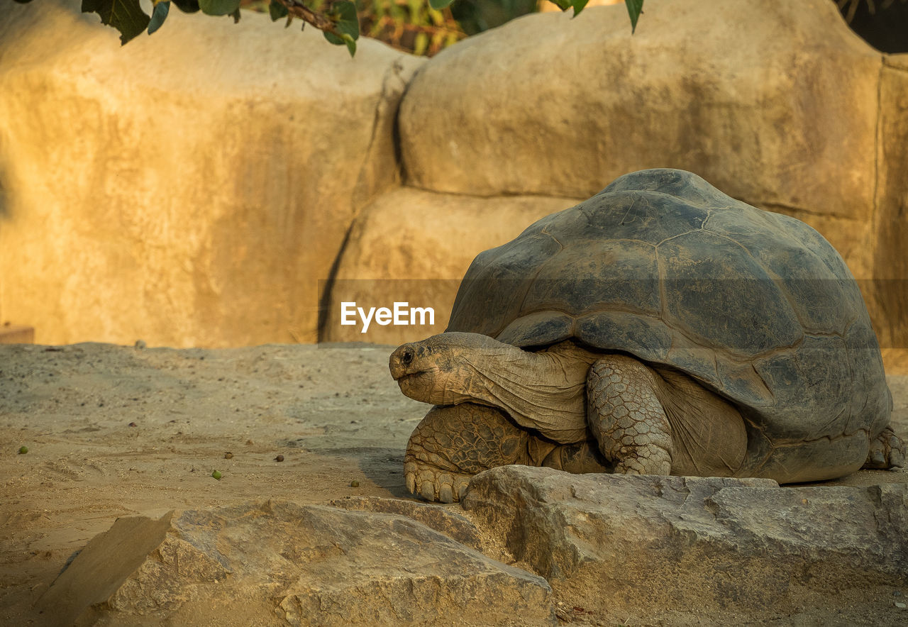 Galapagos giant tortoise on field