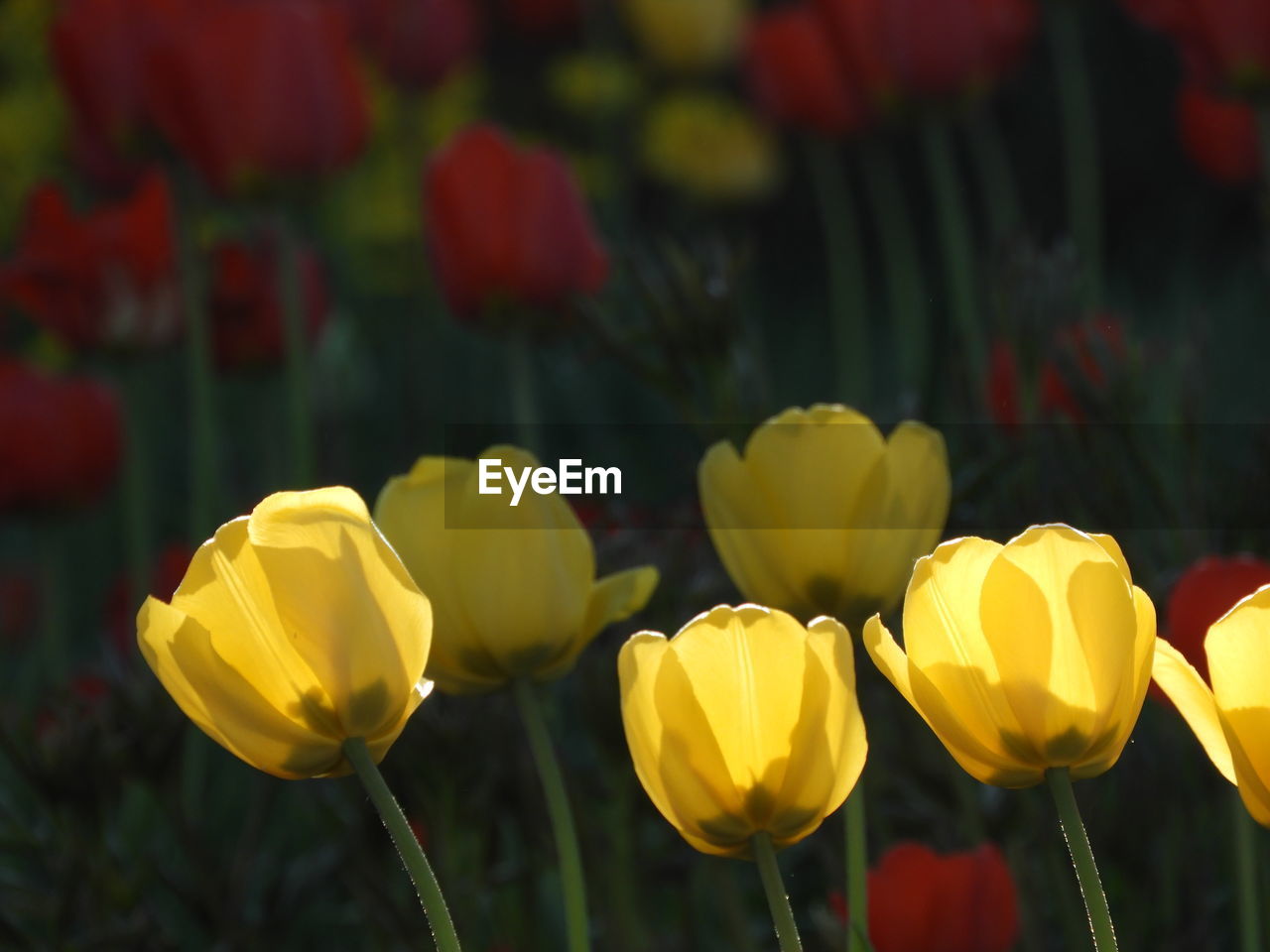 Close-up of yellow tulips