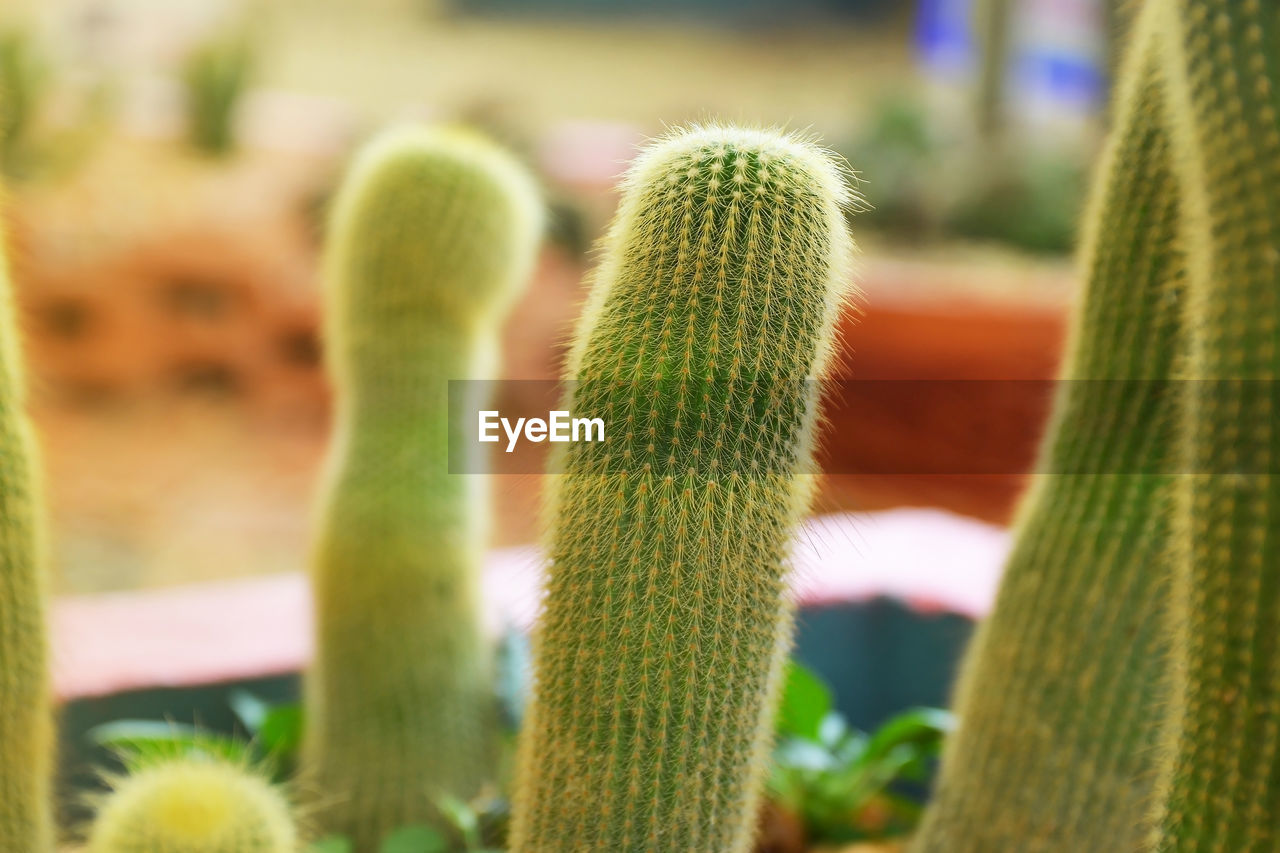 CLOSE-UP OF CACTUS GROWING IN POTTED PLANT
