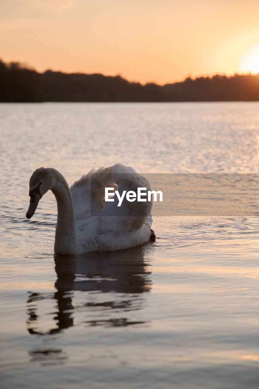 Swan floating on virginia water lake at sunset