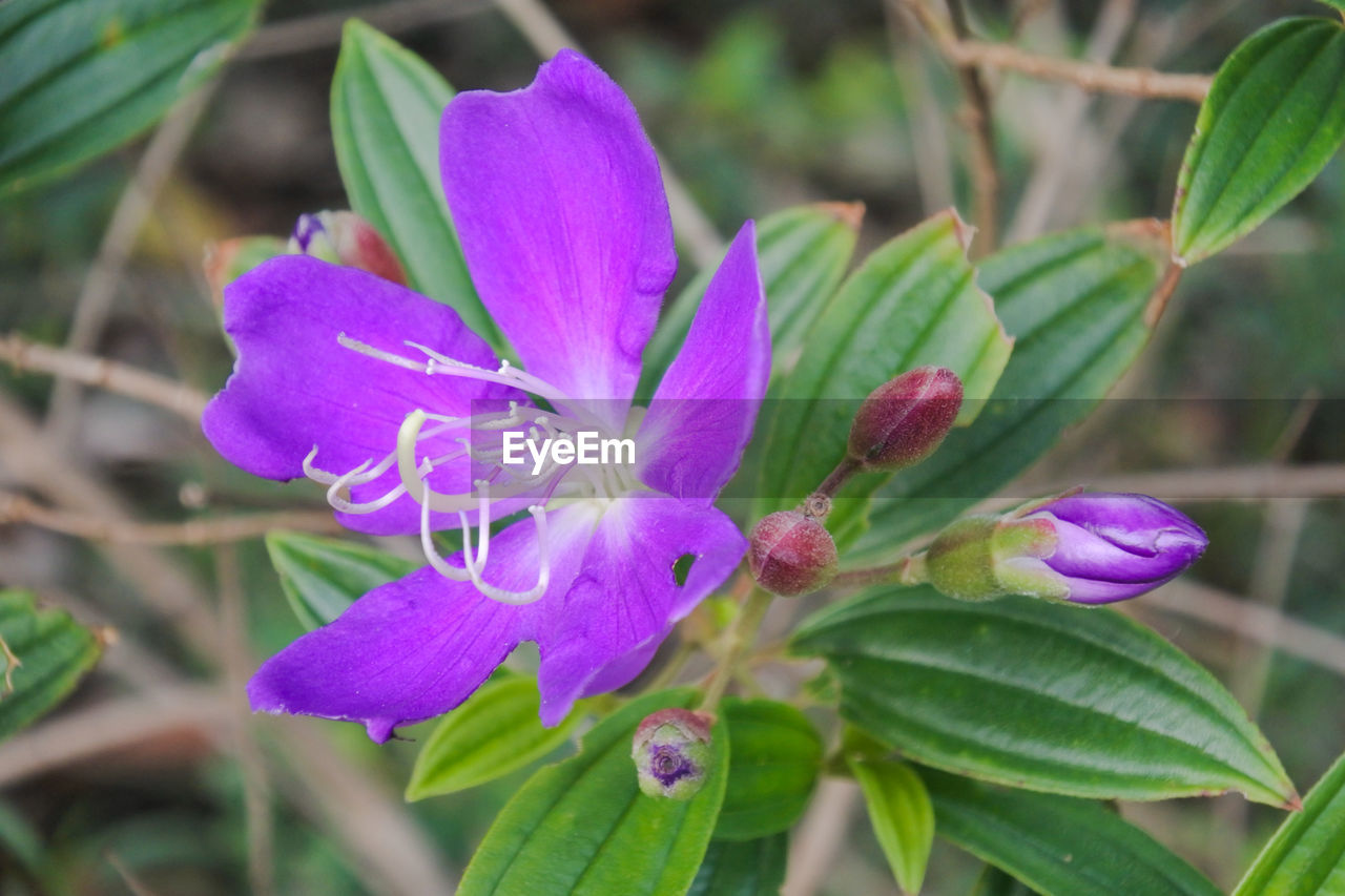 Close-up of pink flower