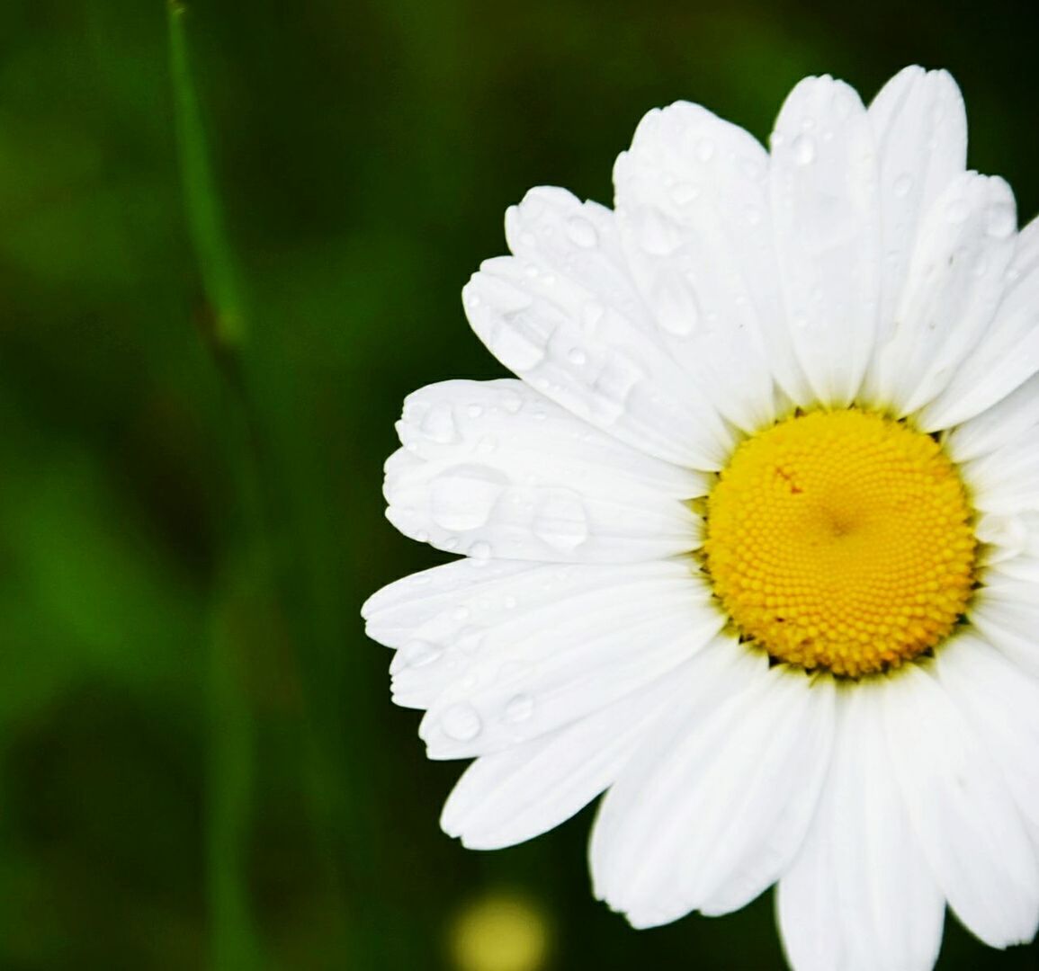 Close-up of wet daisy flower