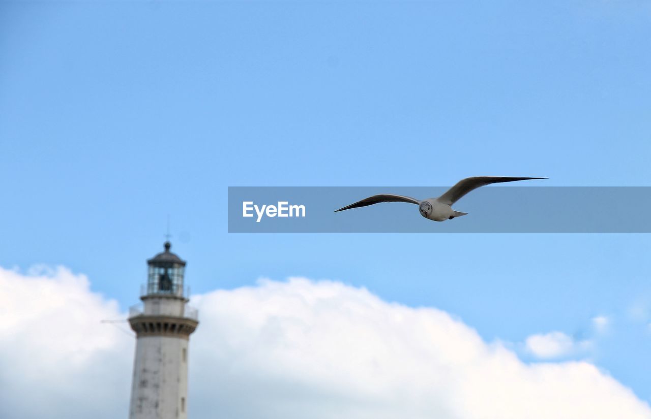 Low angle view of seagull flying against sky