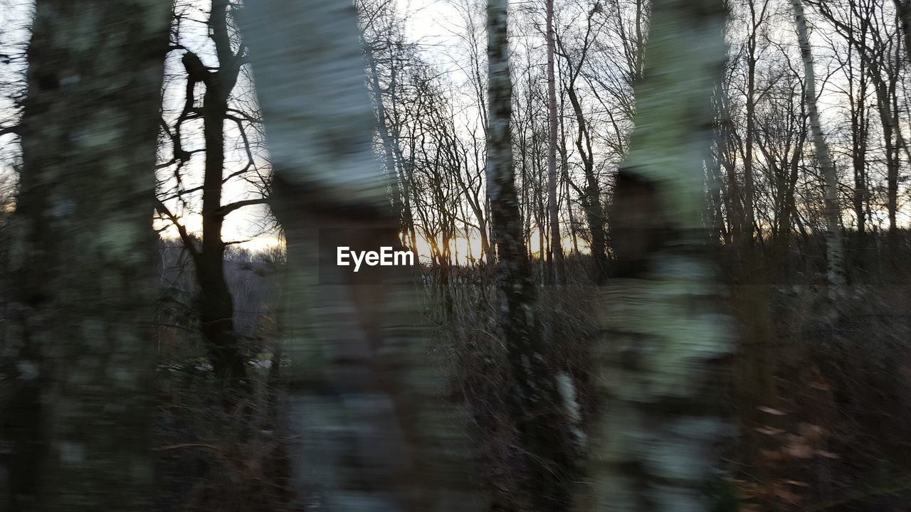 CLOSE-UP OF TREES IN FOREST