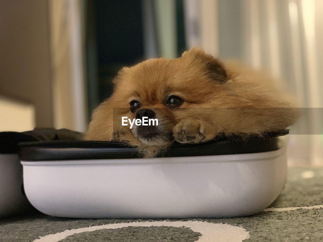 Portrait of dog relaxing at home