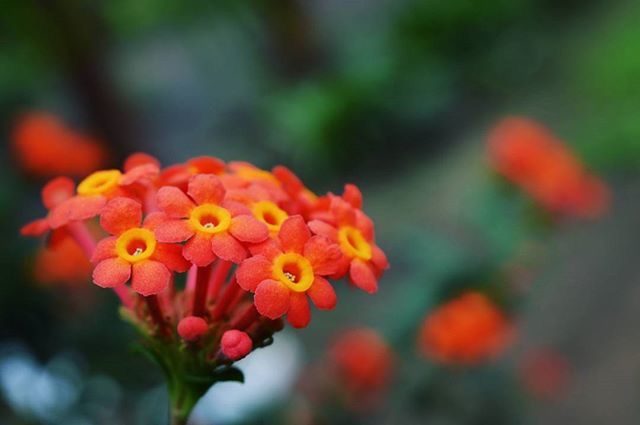 CLOSE-UP OF YELLOW FLOWERS