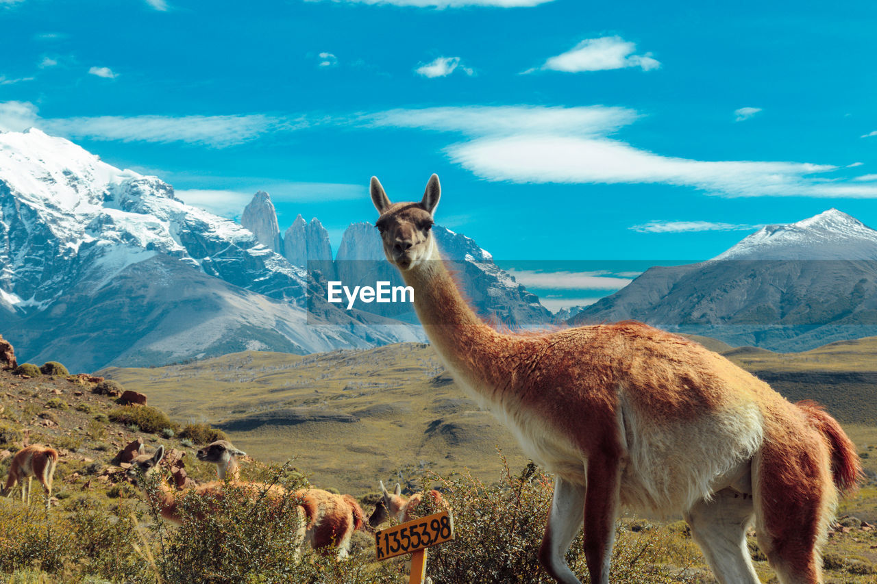 Portrait of llama standing against mountain and sky