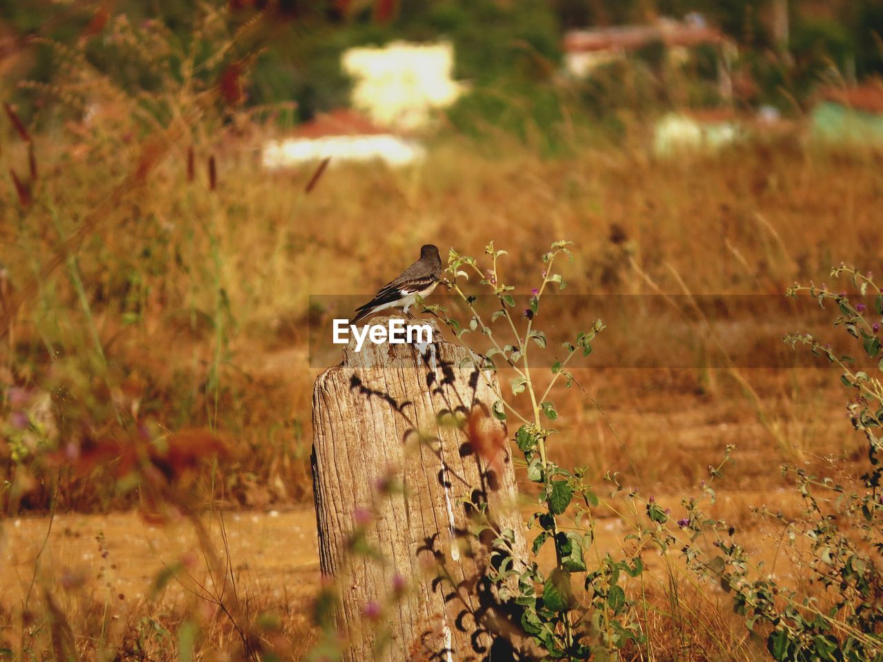 Bird perching on tree stump