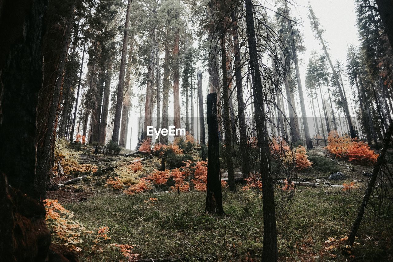 TREES GROWING IN FOREST