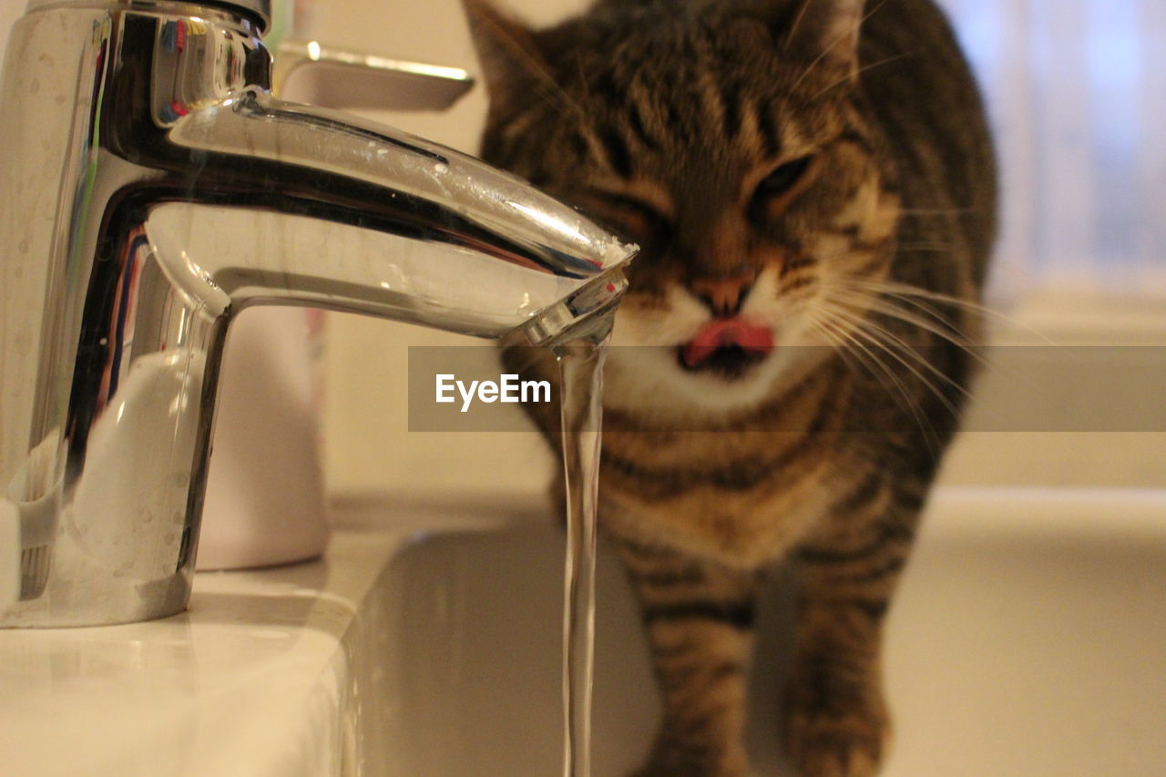 Close-up of water running from faucet against cat