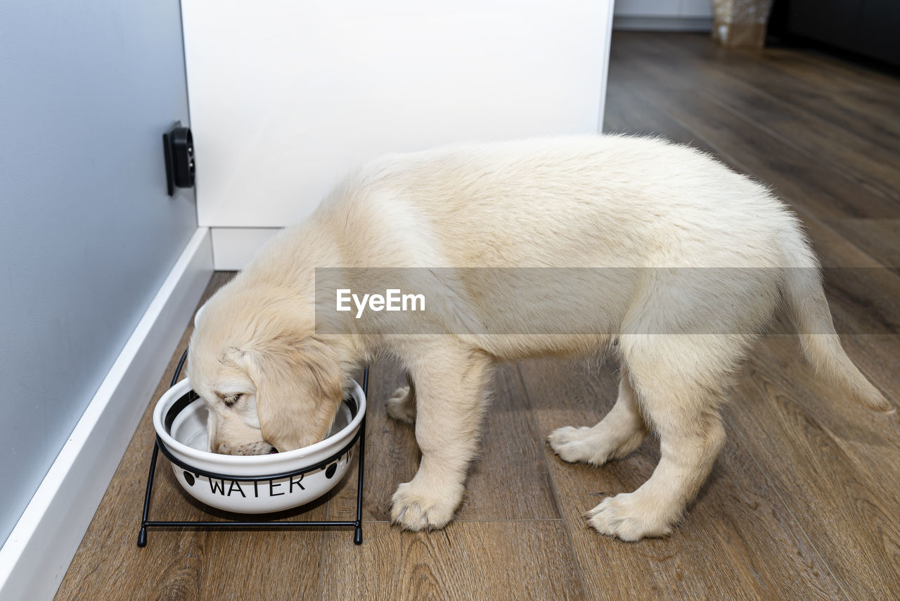 A golden retriever puppy stands on modern vinyl panels in the living room of a home and drinks water