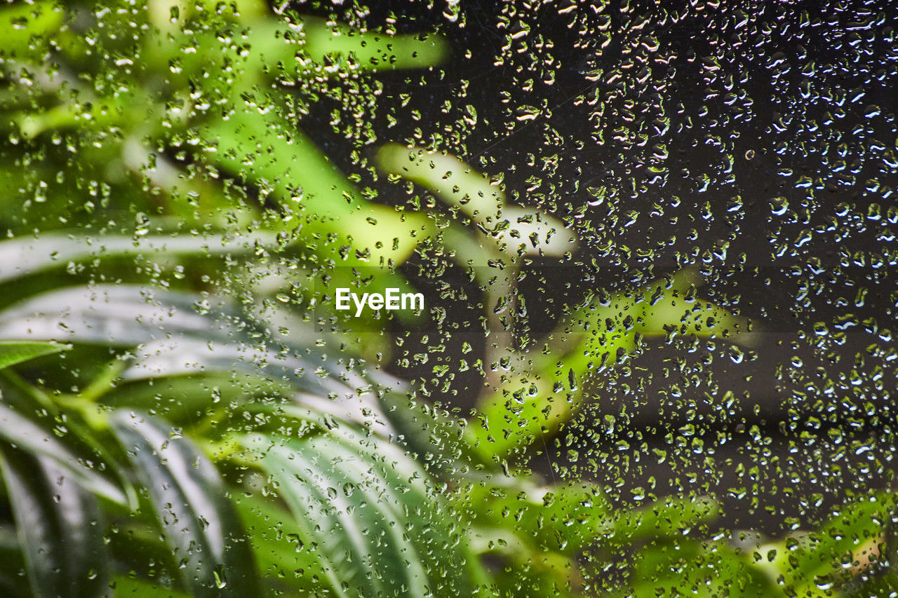 water, green, drop, wet, nature, no people, grass, leaf, plant, close-up, rain, full frame, freshness, backgrounds, flower, transparent, growth, raindrop, outdoors, day, macro photography, sunlight, glass, motion, plant part, beauty in nature, window, moisture, dew