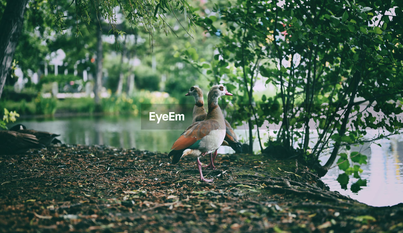 Close-up egyptian geese on field
