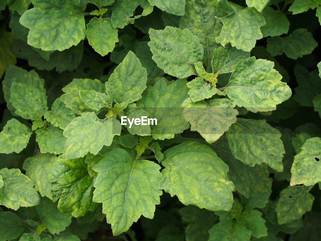 Full frame shot of green leaves