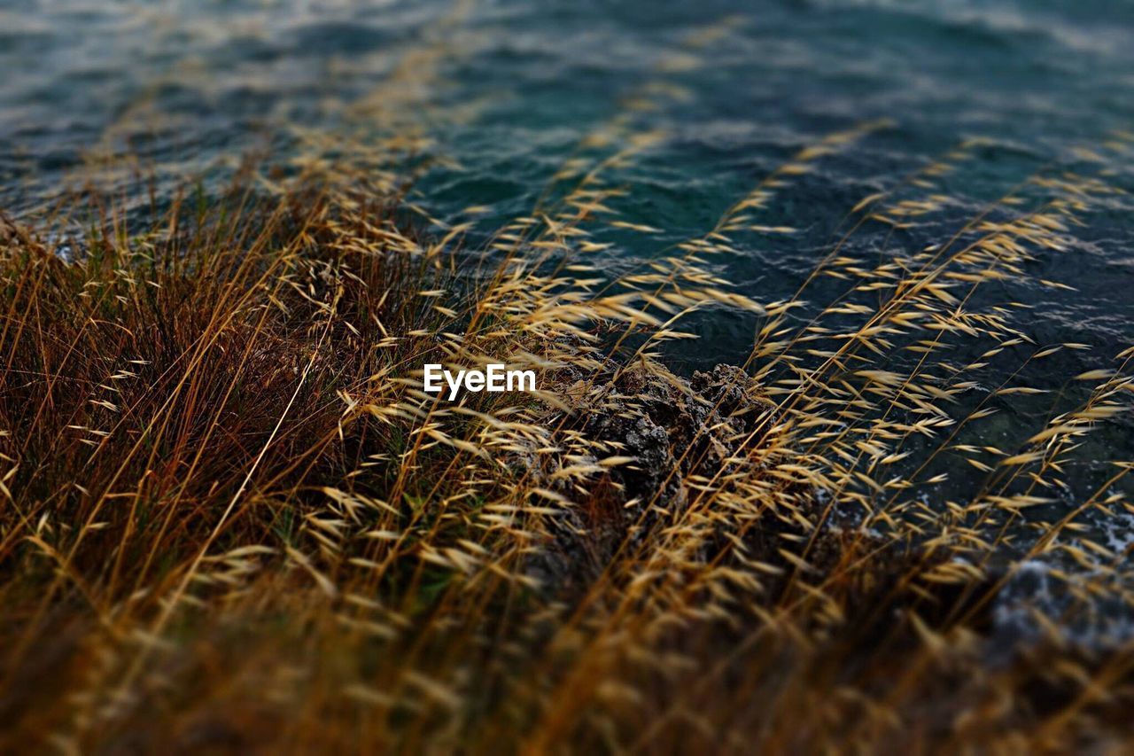 Close-up of plants on sea shore