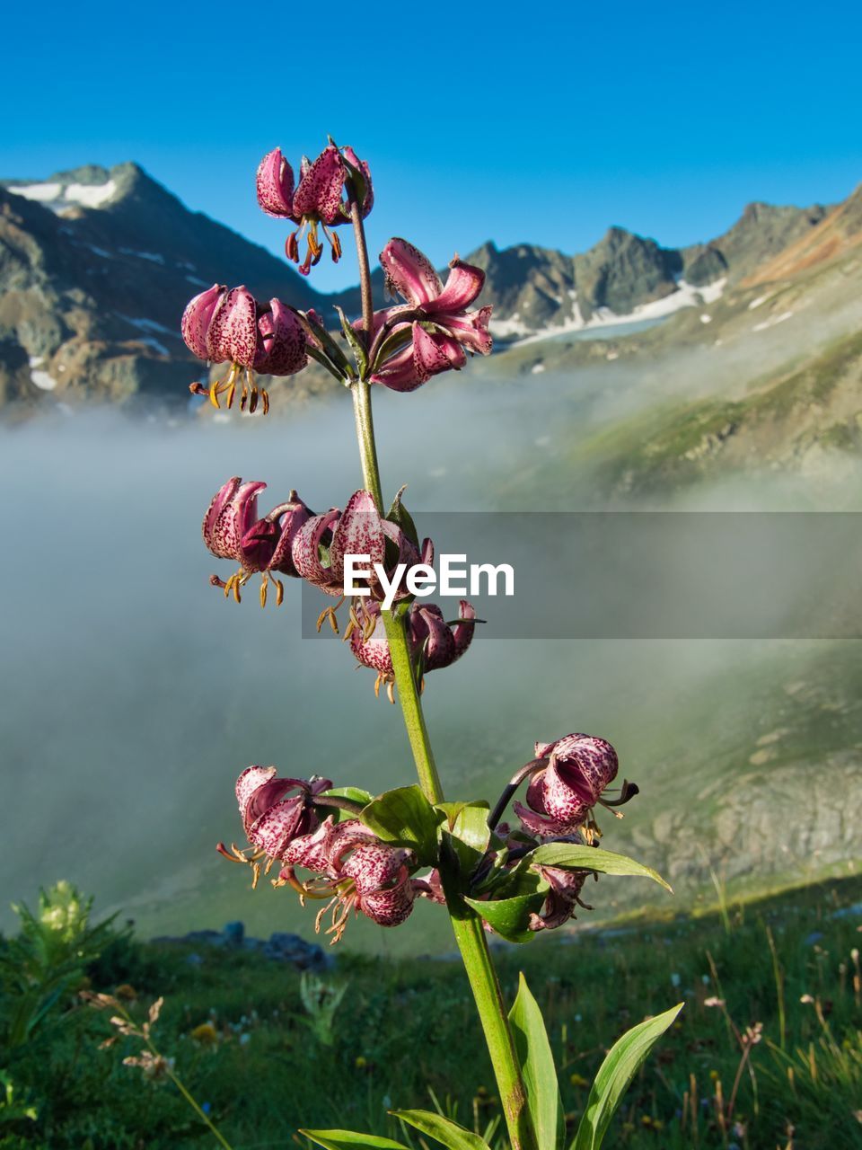 Close-up of pink flowering plant against sky