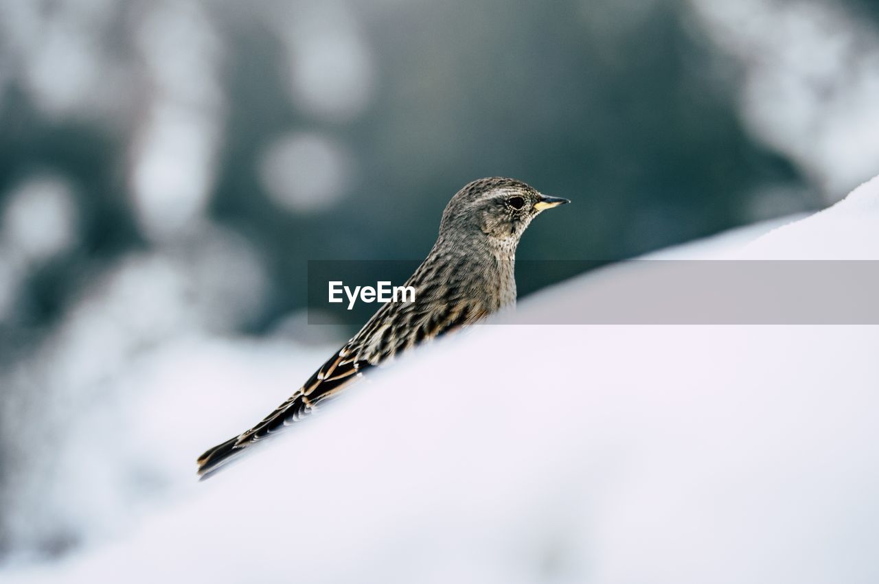 CLOSE-UP OF A BIRD PERCHING ON SNOW