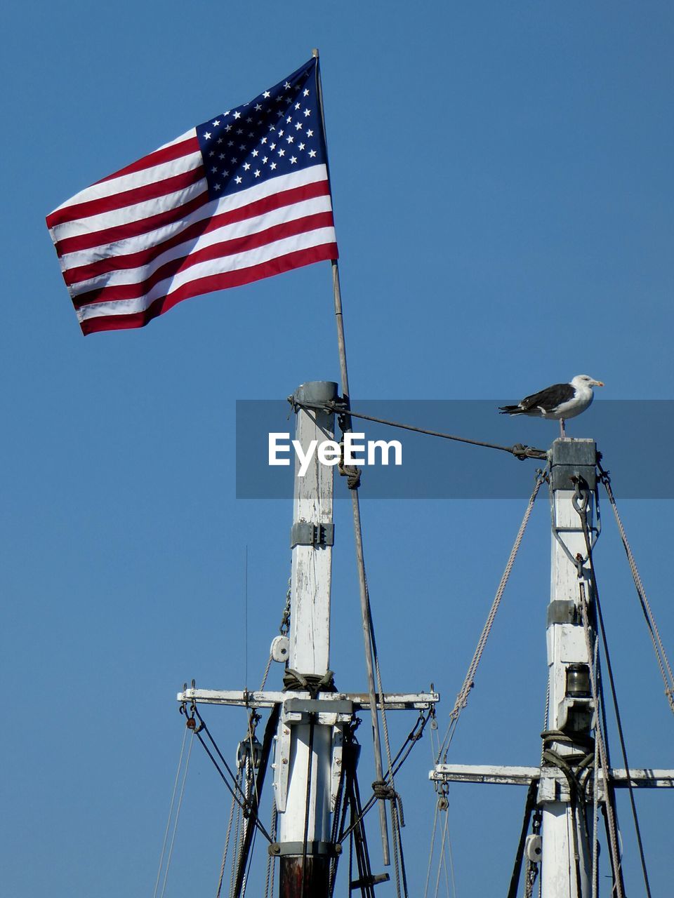 Low angle view of seagull and american flag against clear blue sky