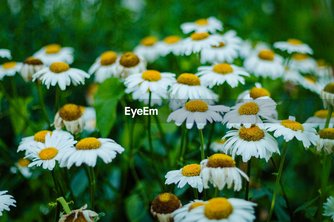 CLOSE-UP OF FRESH WHITE DAISY FLOWERS