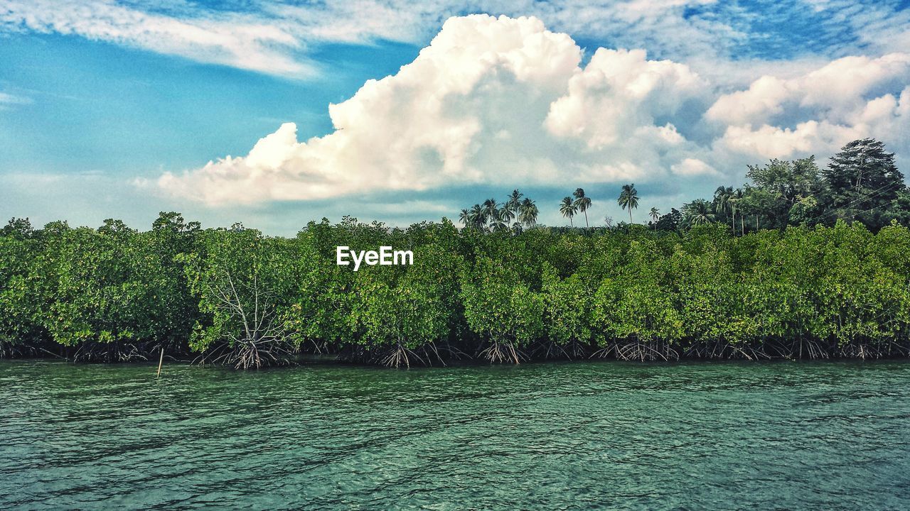 Mangrove forest in river against sky