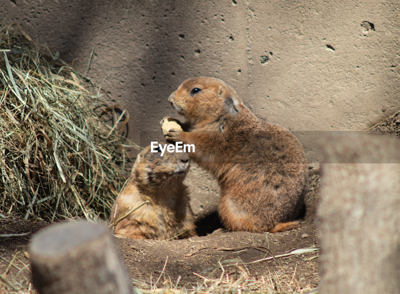 animal, animal themes, animal wildlife, mammal, prairie dog, group of animals, wildlife, squirrel, two animals, no people, nature, togetherness, day, young animal, rodent, outdoors, sitting, whiskers