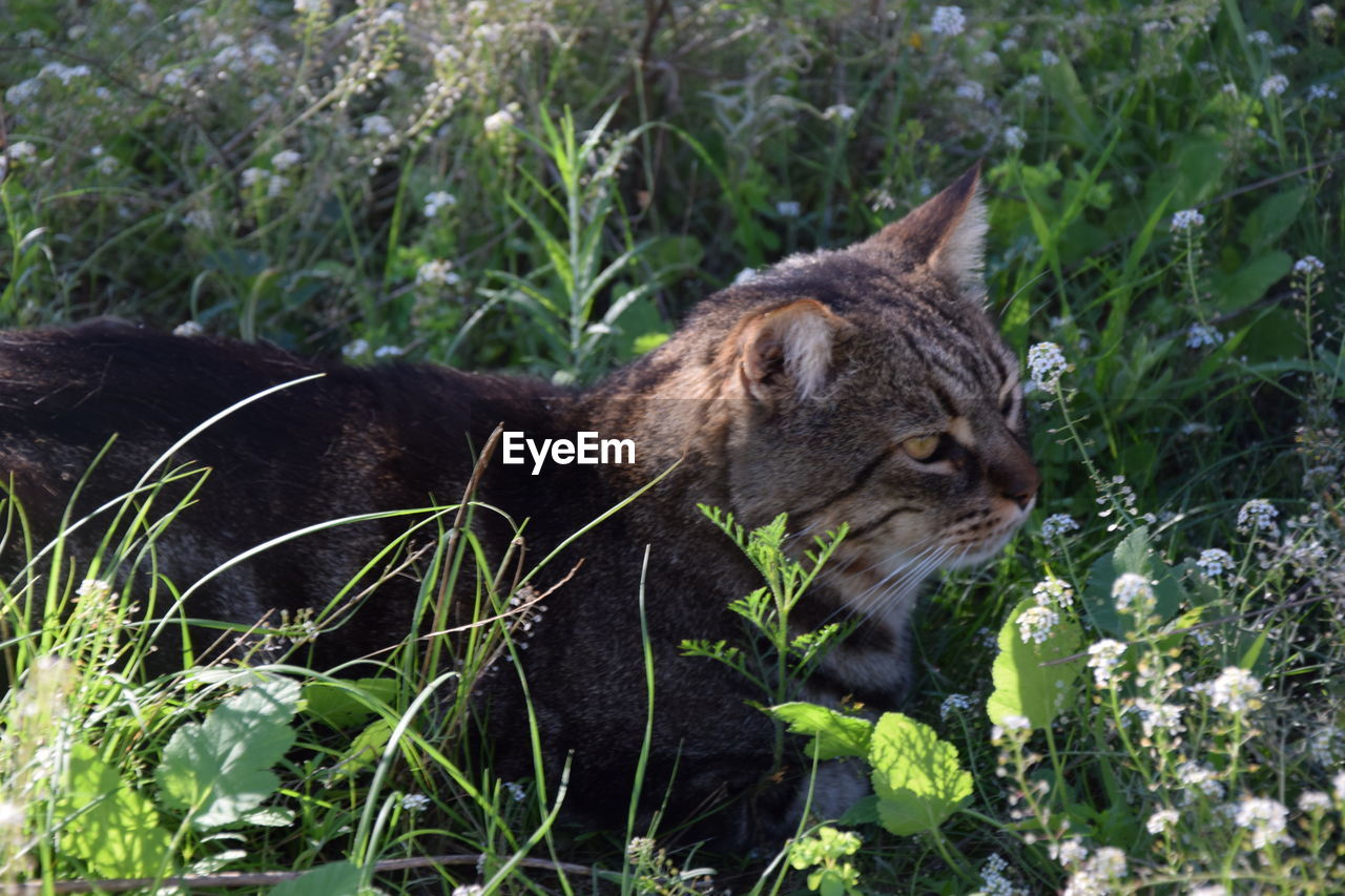 CAT LYING ON GRASS