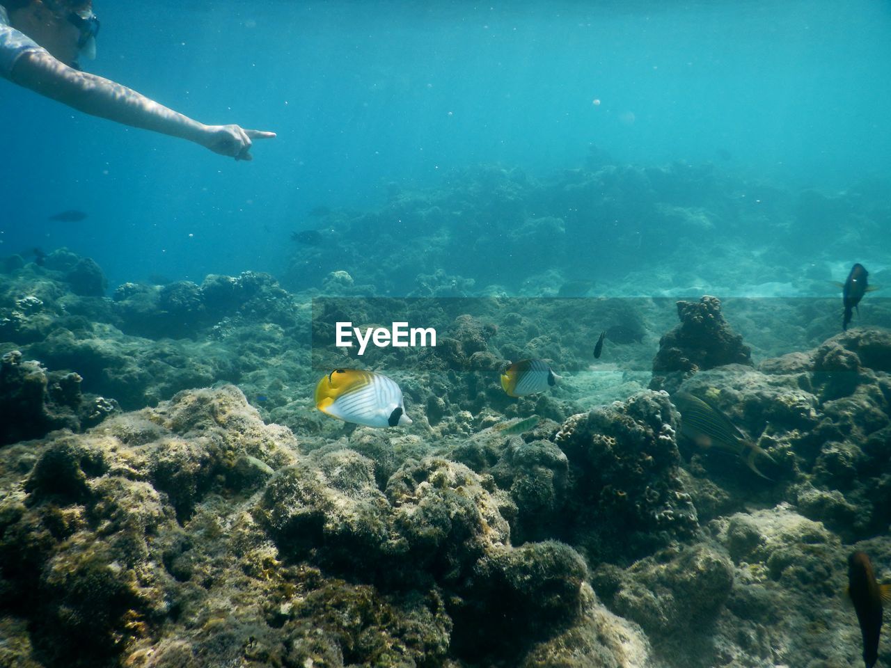 High angle view of fish swimming underwater, hand pointing out