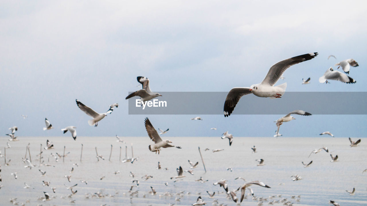 Flock of birds flying in the sky