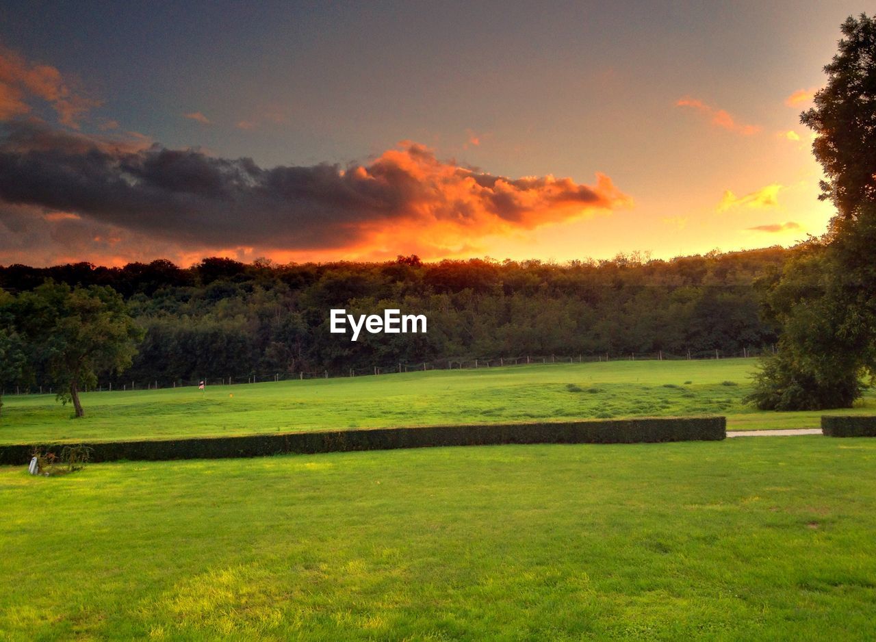 Scenic view of tree and grass on landscape at sunset