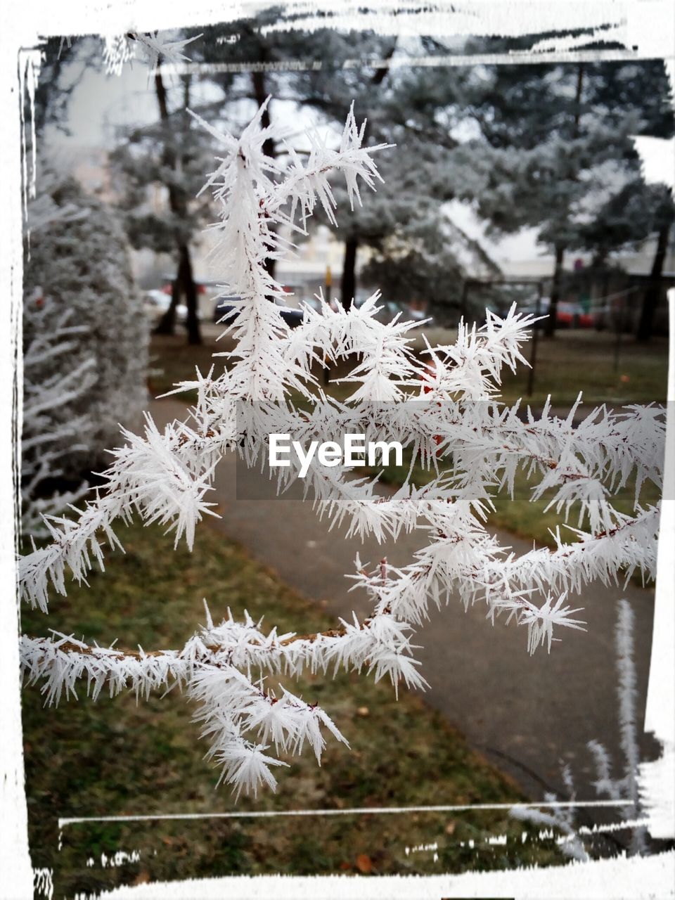 CLOSE-UP OF SNOW ON TREE