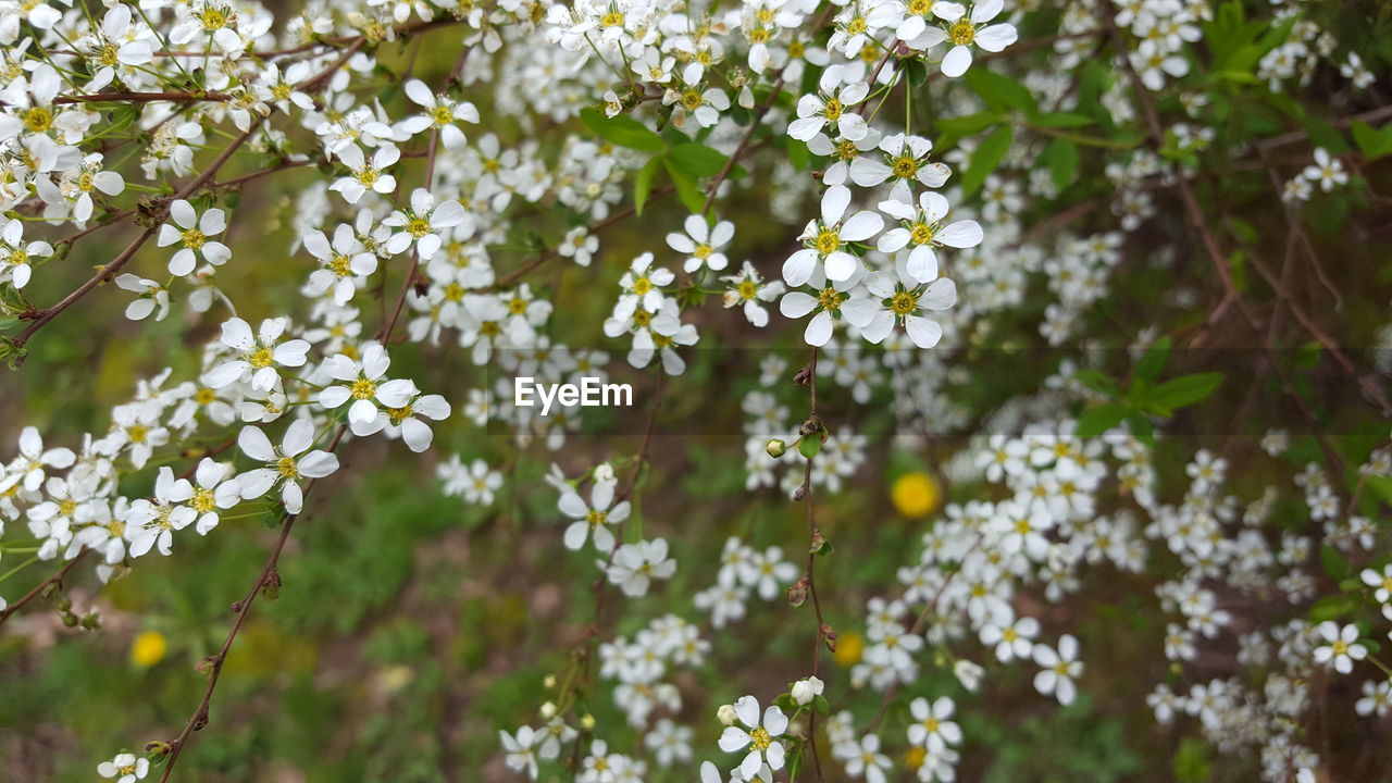 CLOSE-UP OF FRESH FLOWER TREE