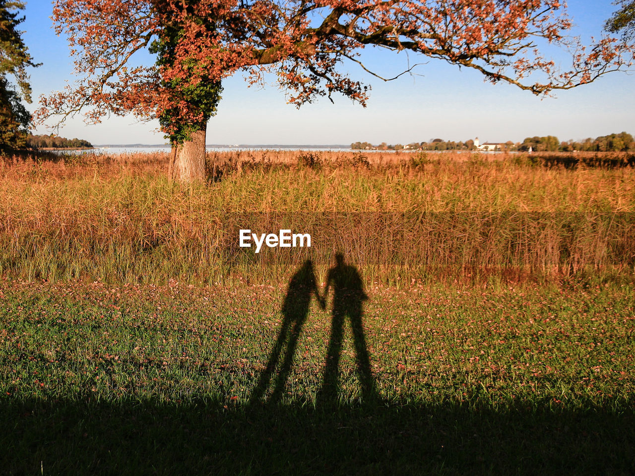 SHADOW OF MAN ON FIELD