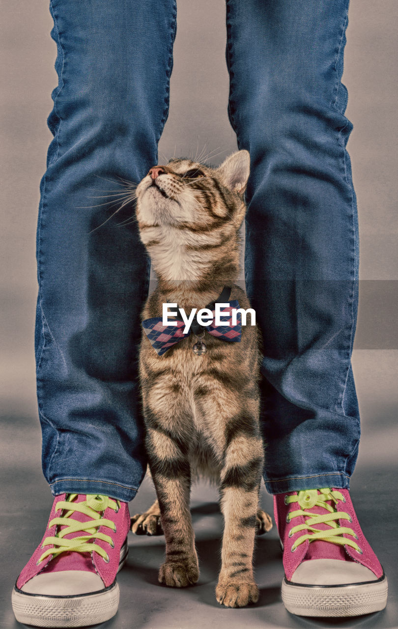 LOW SECTION OF PERSON STANDING BY CAT WEARING HAT