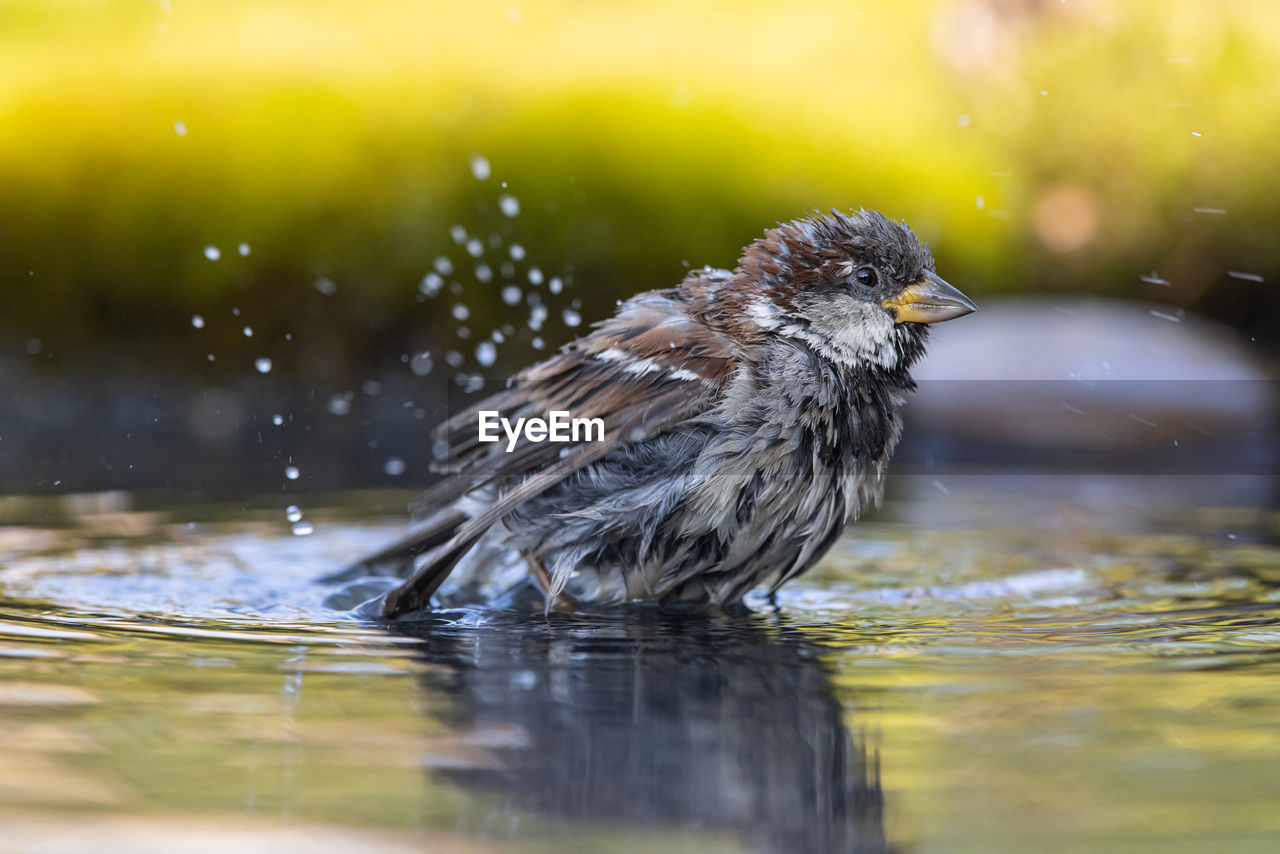 animal themes, animal, bird, animal wildlife, nature, wildlife, water, one animal, beak, selective focus, close-up, motion, sparrow, lake, no people, surface level, outdoors, wet, side view, day, full length, sunbeam, beauty in nature, songbird, environment, portrait, young animal, drop, grass, splashing, drenched