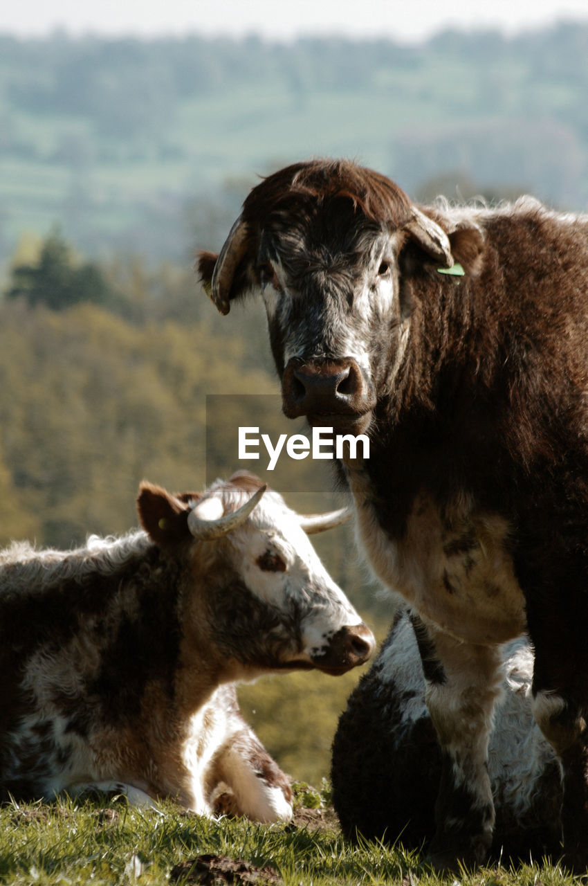 English longhorn cattle in field, two lying down and one standing facing the viewer