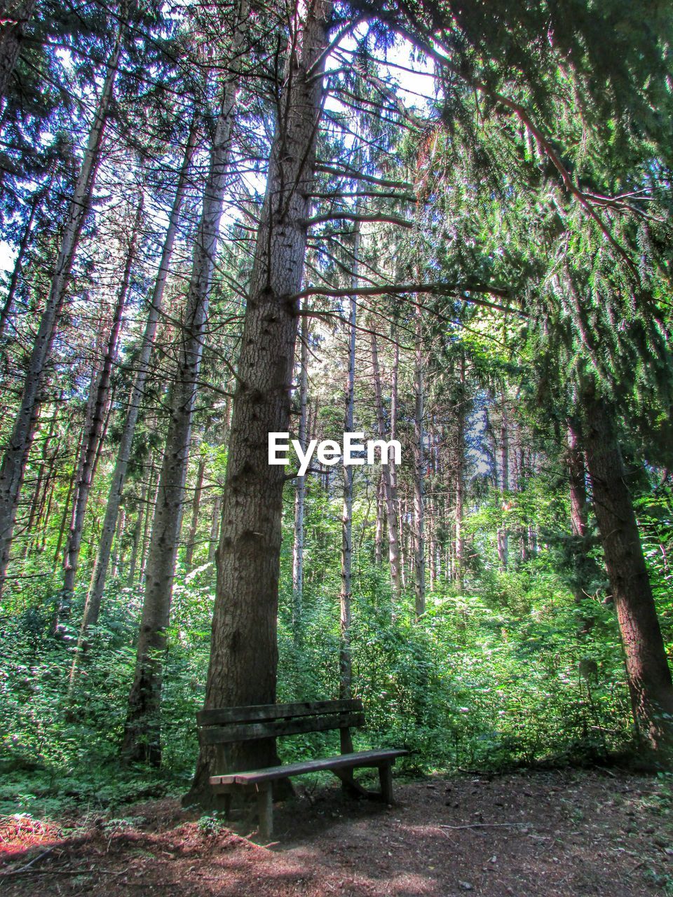 Wooden bench by trees in forest