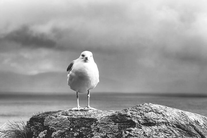 SEAGULLS PERCHING ON ROCK