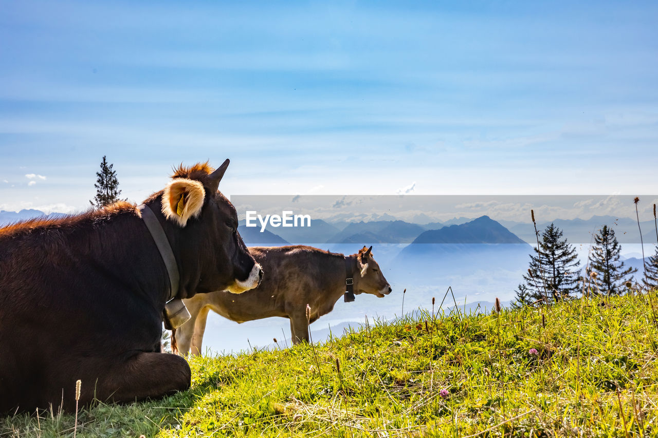 HORSE STANDING ON FIELD AGAINST SKY