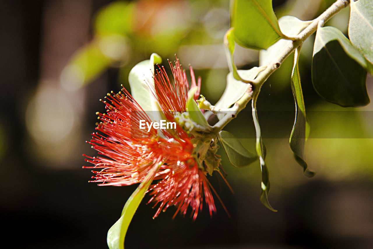 CLOSE-UP OF FLOWERING PLANTS