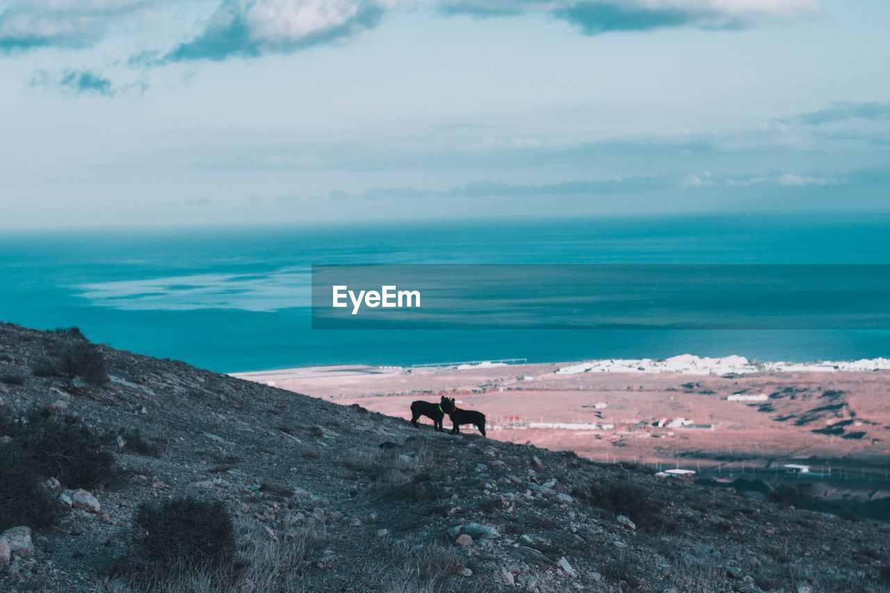 Dogs on mountain against sky