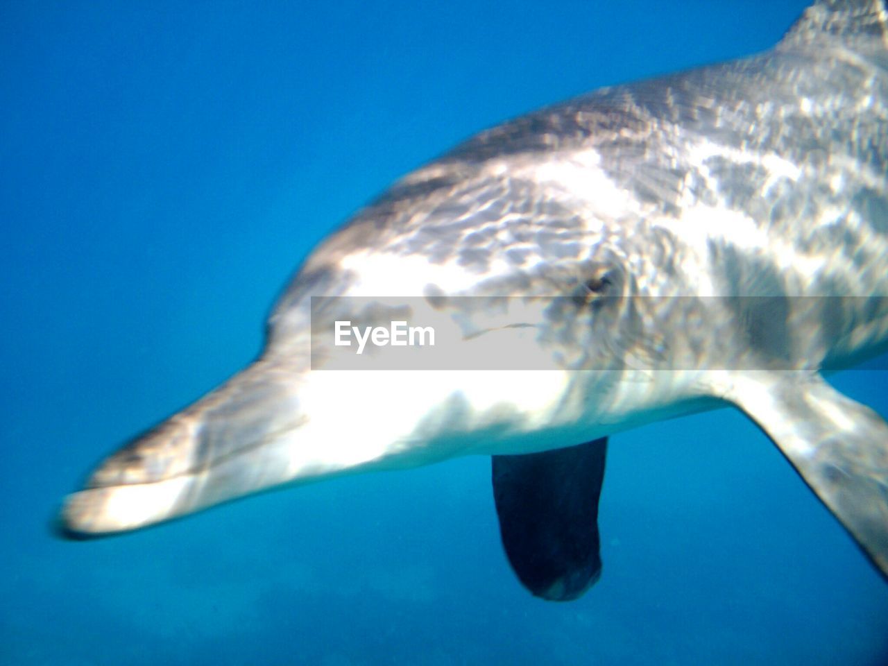 Close-up of bottle-nosed dolphin swimming in sea