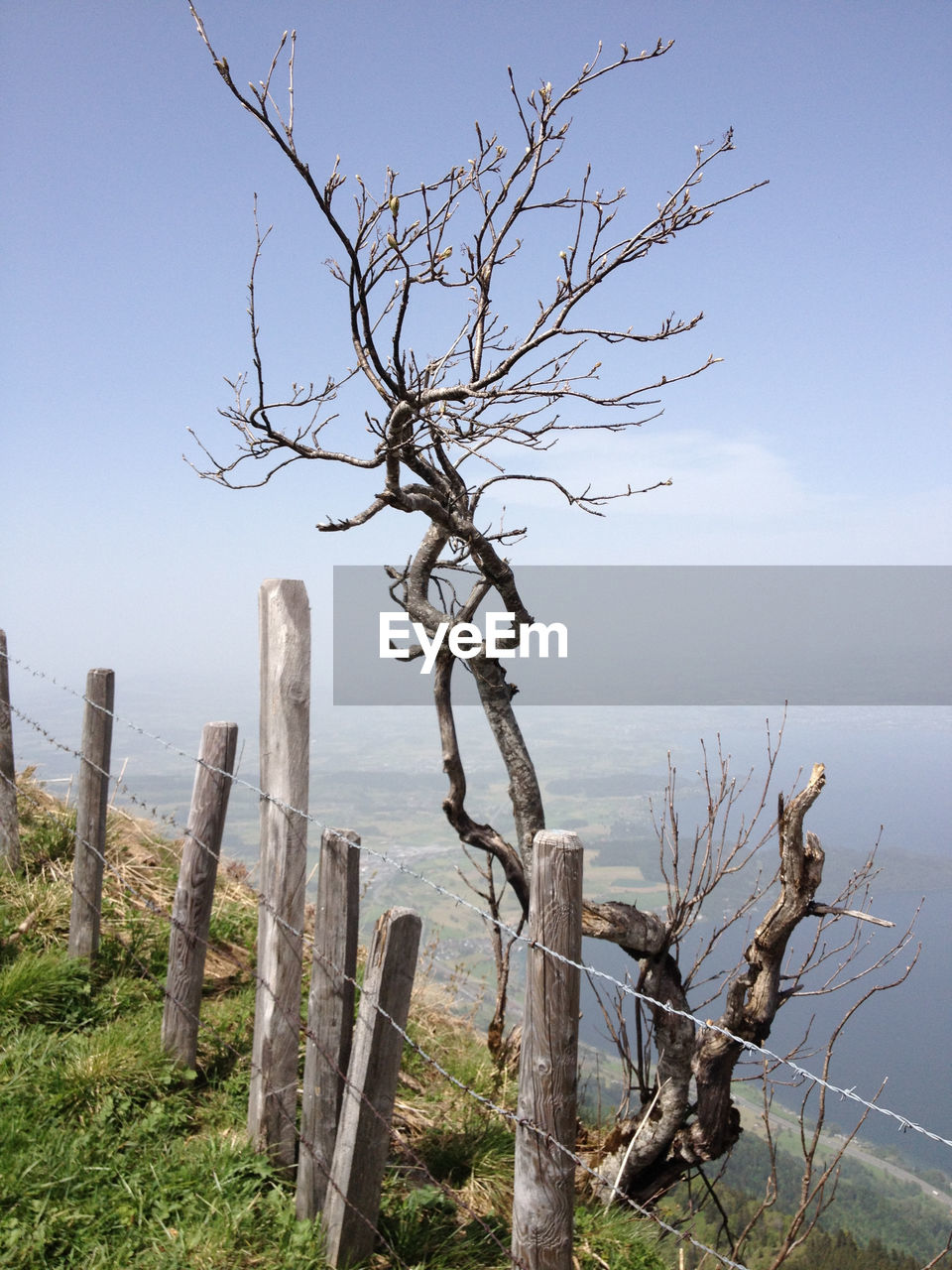 Bare tree on field against sky