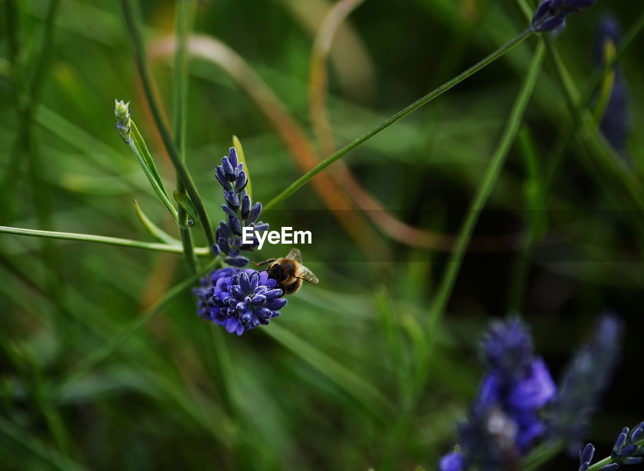 Close-up of insect on purple flower