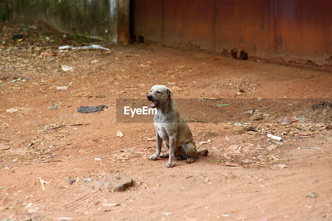 PORTRAIT OF PUPPY SITTING ON LAND