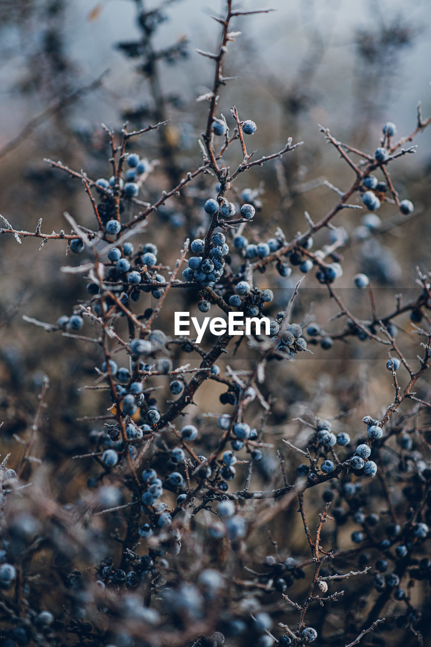 Close-up of berries growing on tree