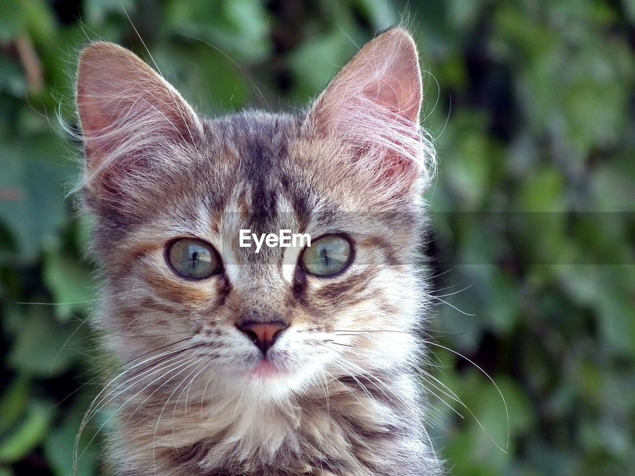 Close-up portrait of cat