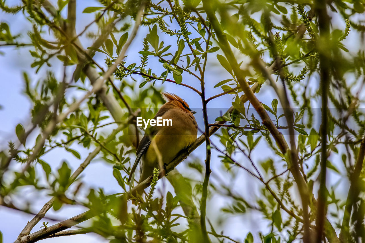 Low angle view of bird perching on tree
